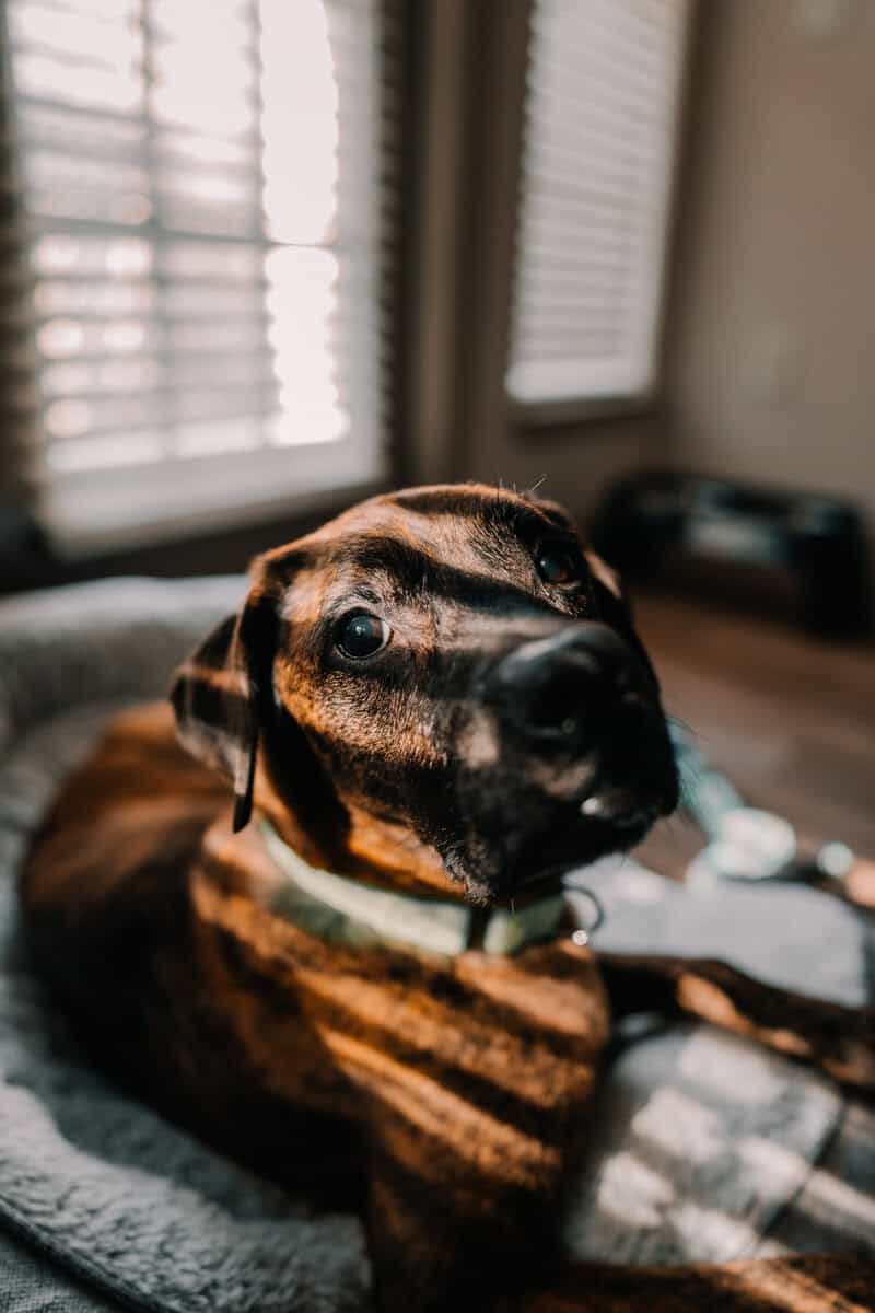 Kofi Needs a Home image 1