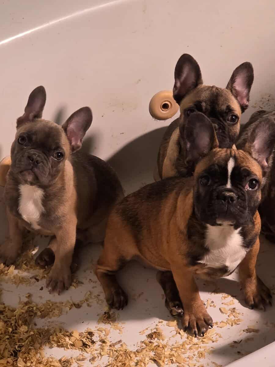 Frenchie image 2