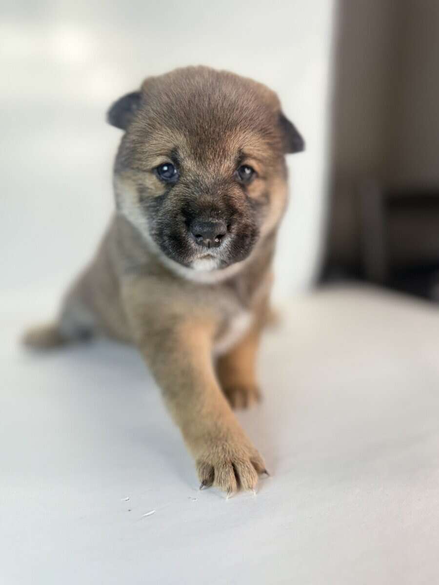 Lion King, Shiba Inu Sesame Boy image 5