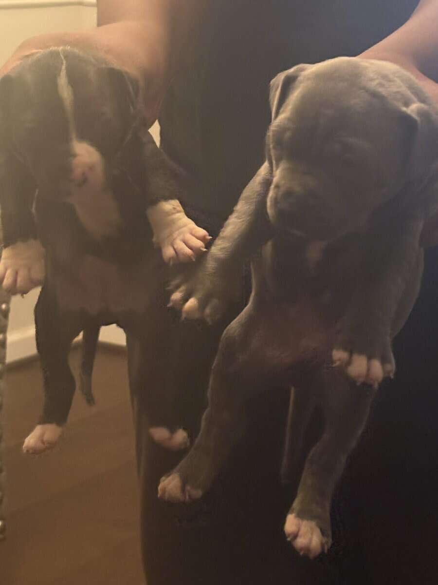 Pitbulls for Sale image 6