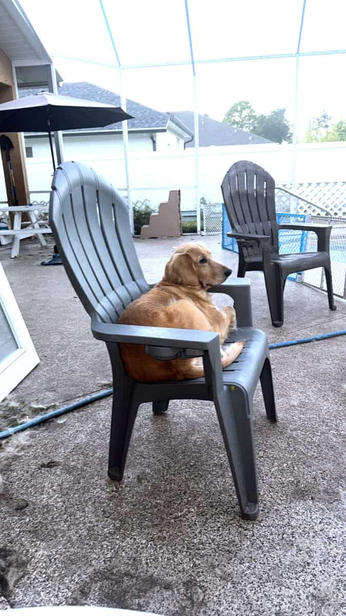 Golden Retriever Puppies Coming image 1