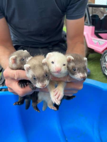 Ferrets image 1