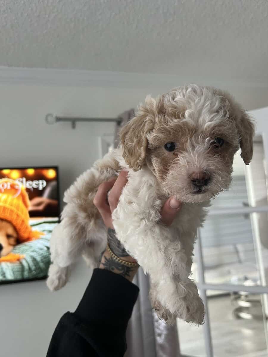 Poodle Mix Puppies image 1