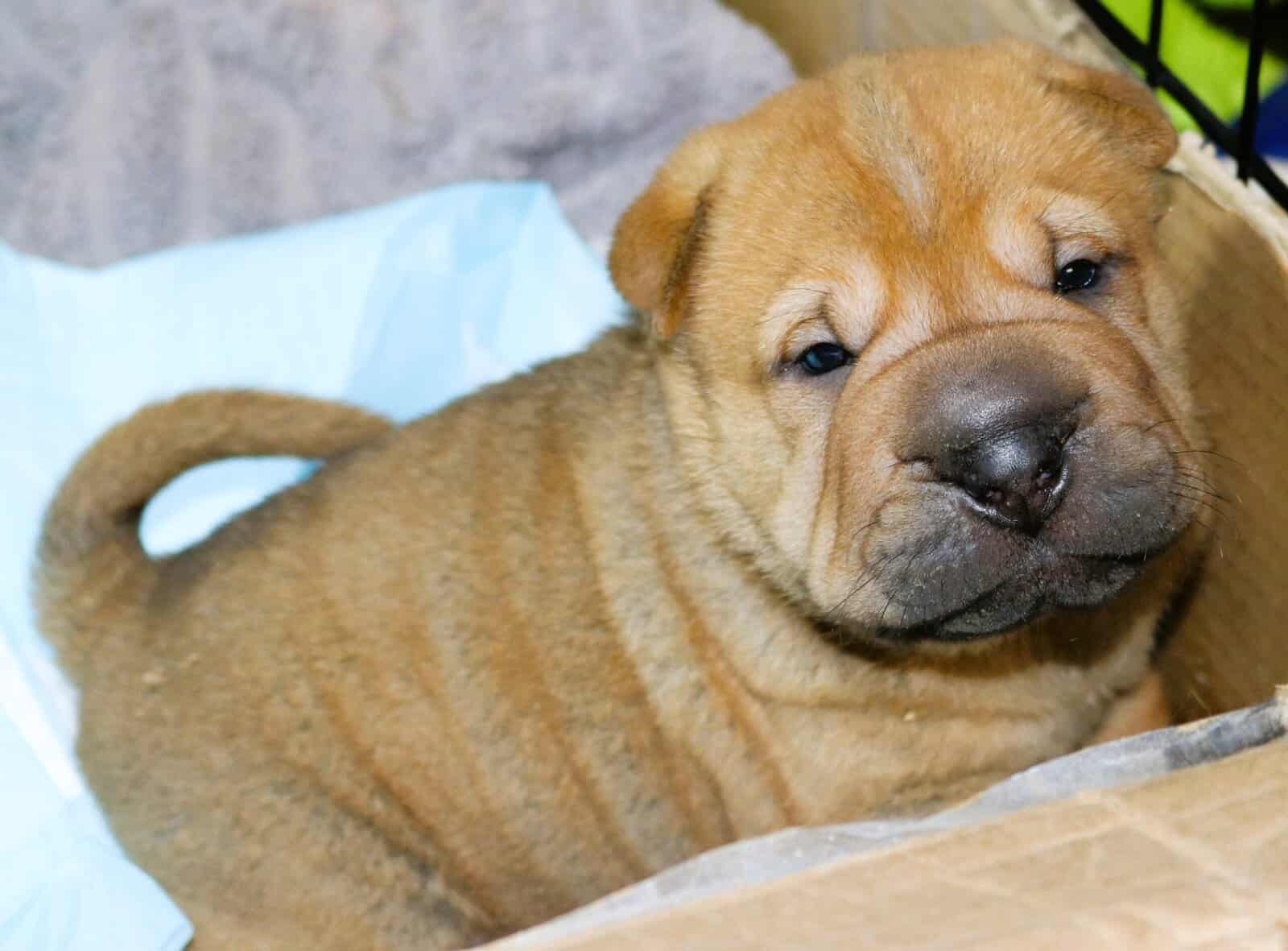 Buttercup Pups image 2