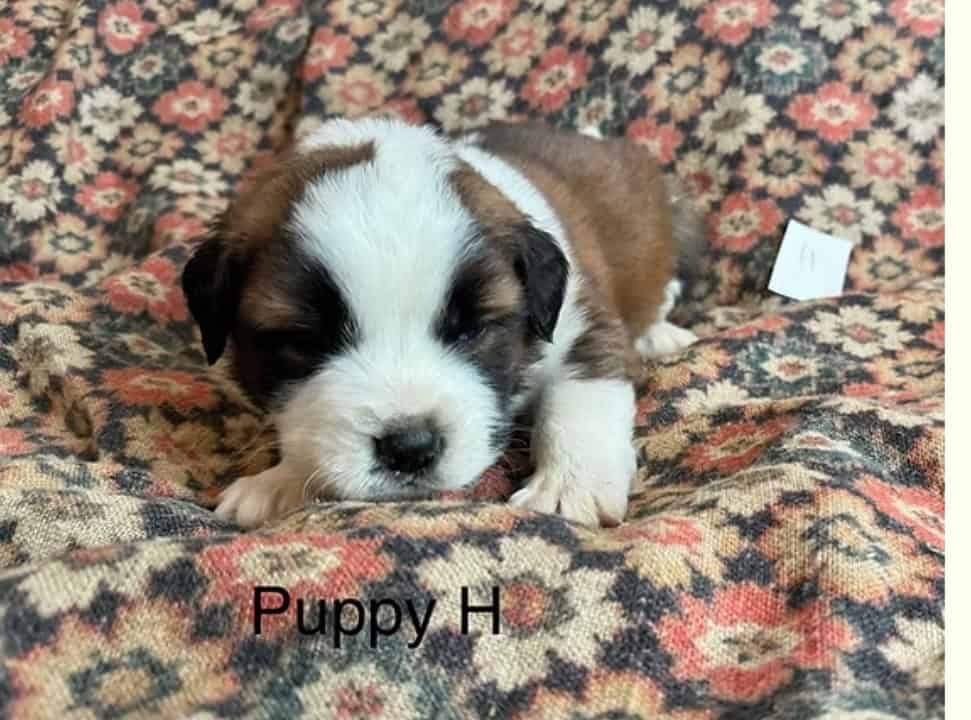11 Perfect Baby Saint Bernards image 2