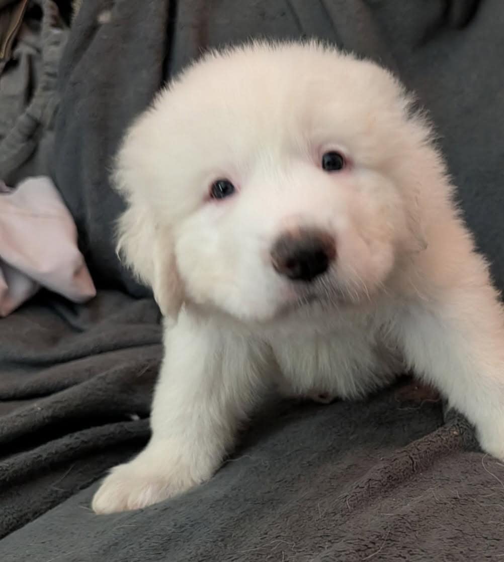 Great Pyrenees Puppies For Sale image 8