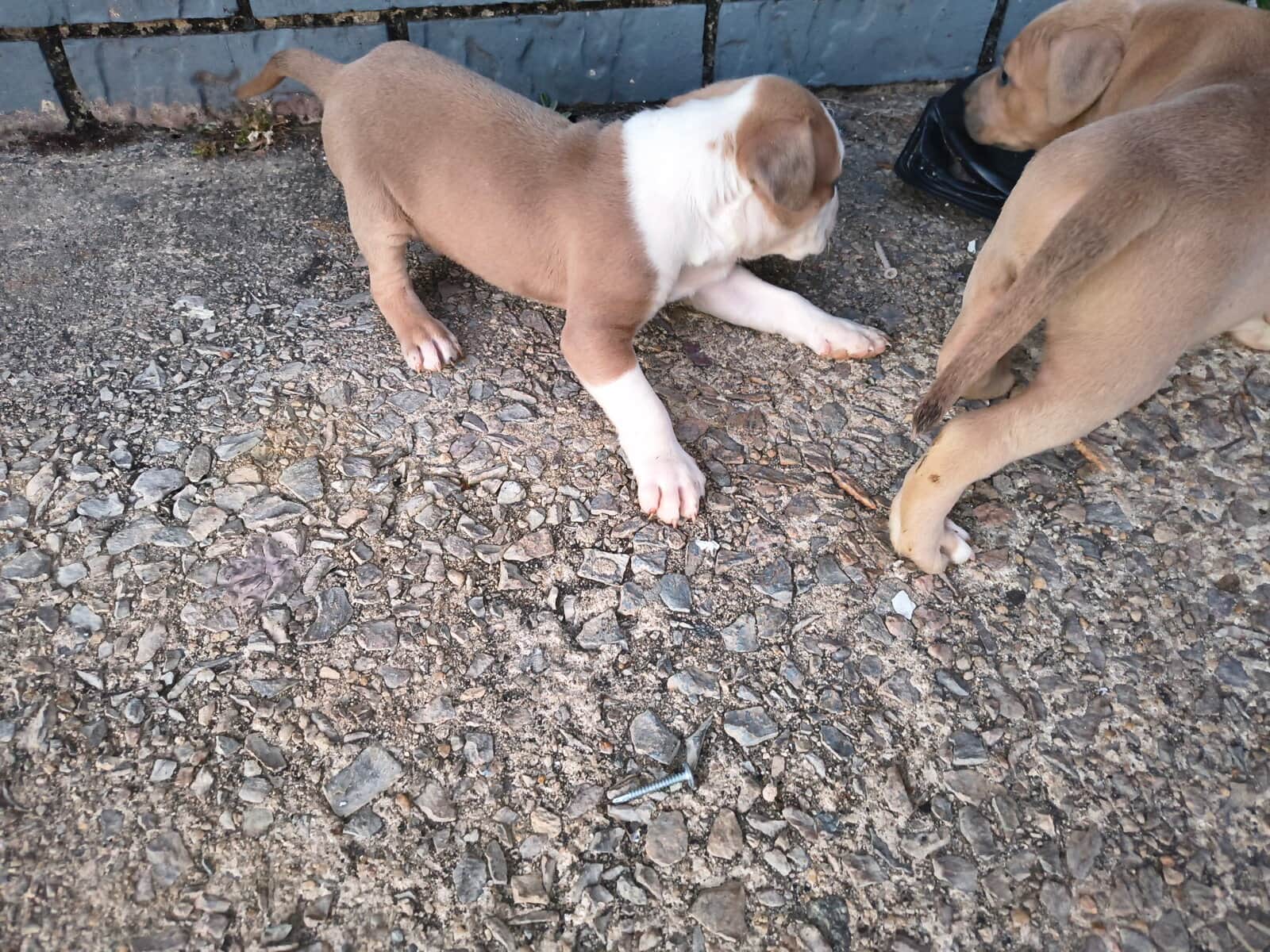 Pitbull puppies for sale image 2