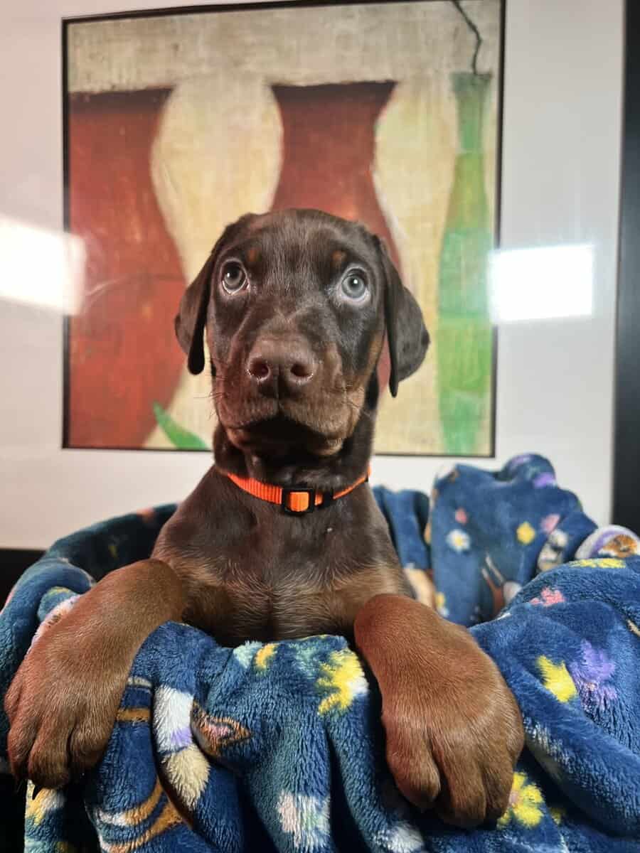 Doberman pinscher image 1