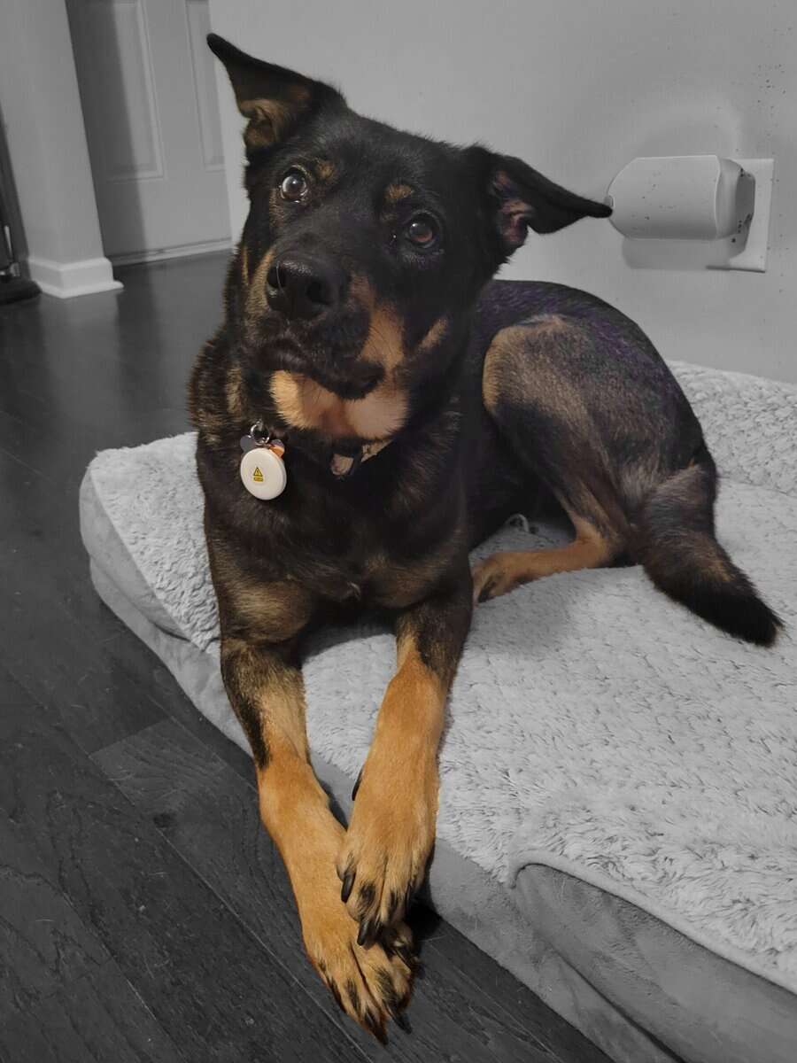 Lovable Husky/Rottie mix image 2