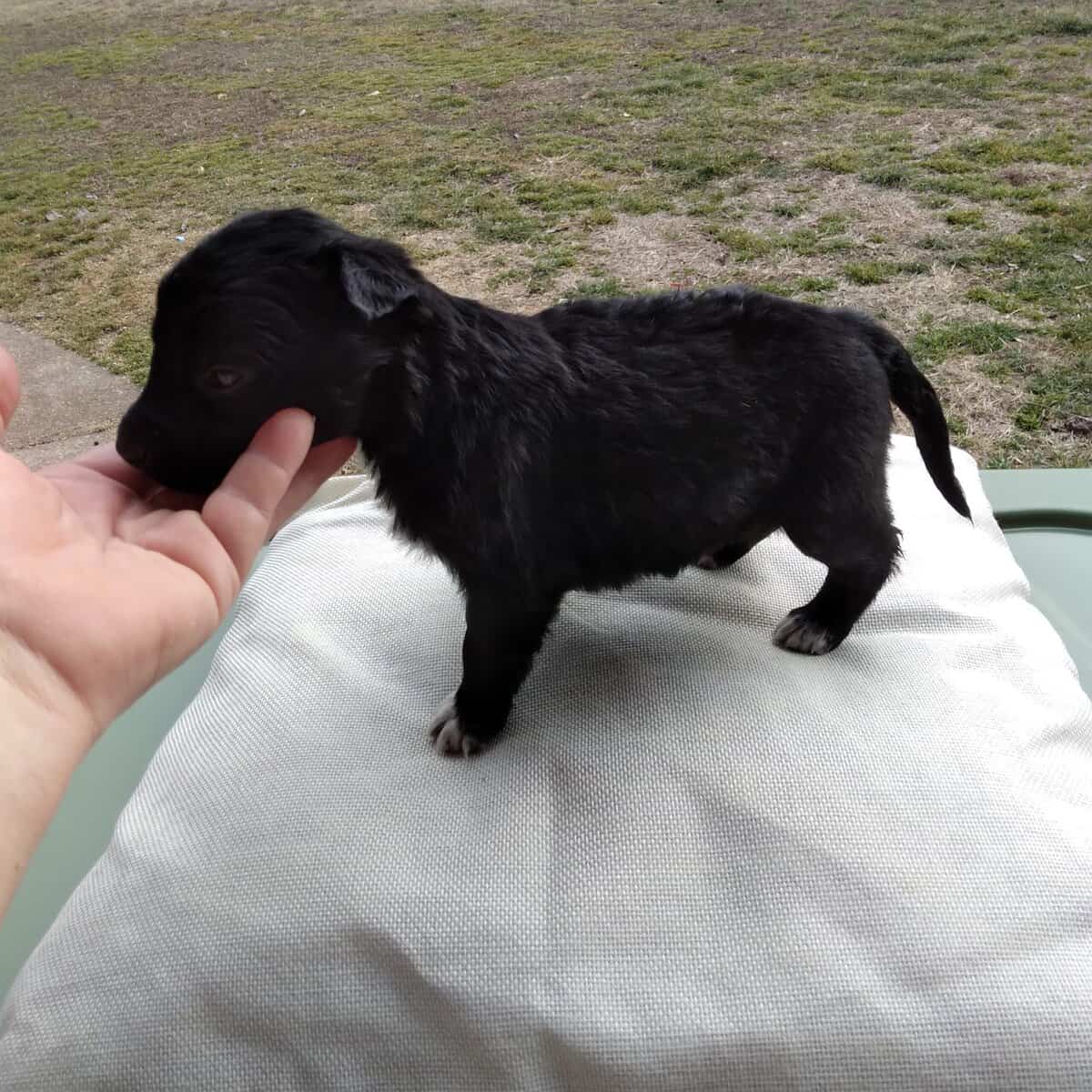 Female Coltrevier puppies Boder Collie/ Golden Ret image 5