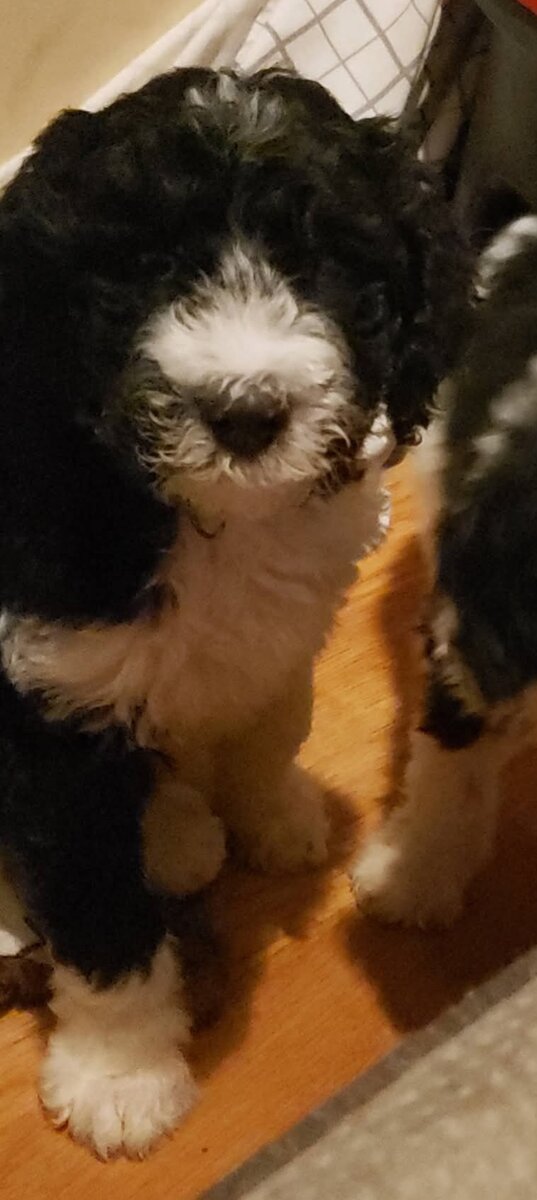 Beautiful AKC Standard Poodle Puppies image 8