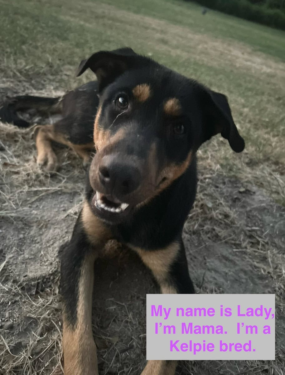 Australian Shepherd/Kelpie mix Puppies for Sale image 5