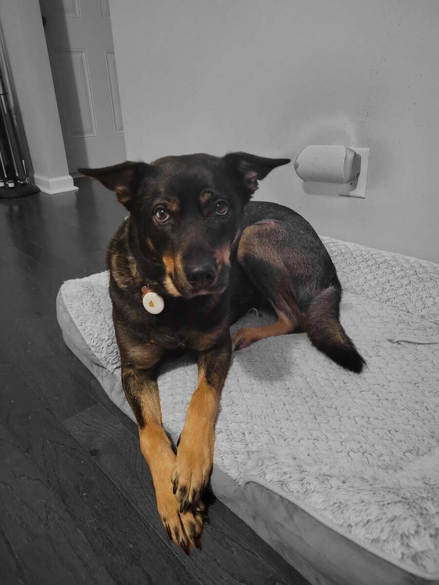Lovable Husky/Rottie mix image 3