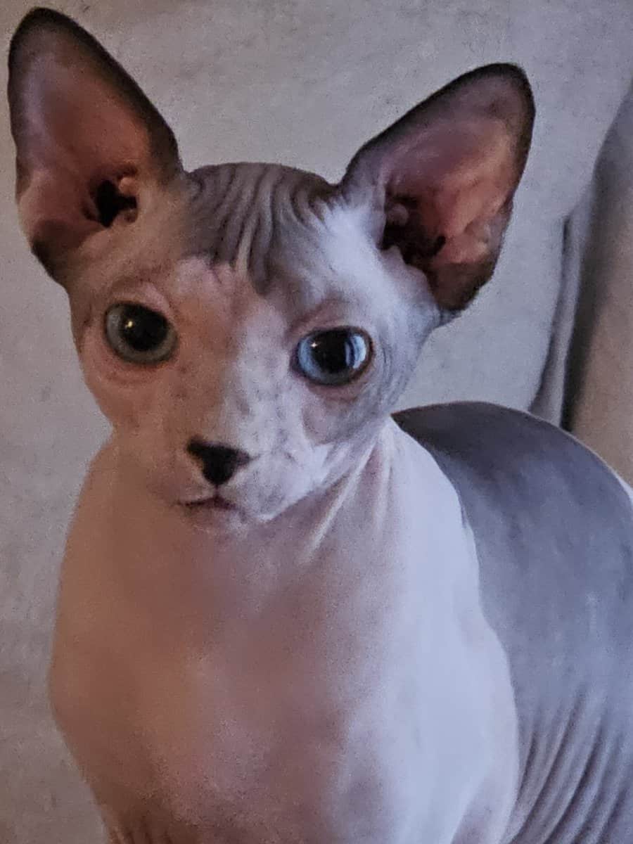 Sphynx image 1