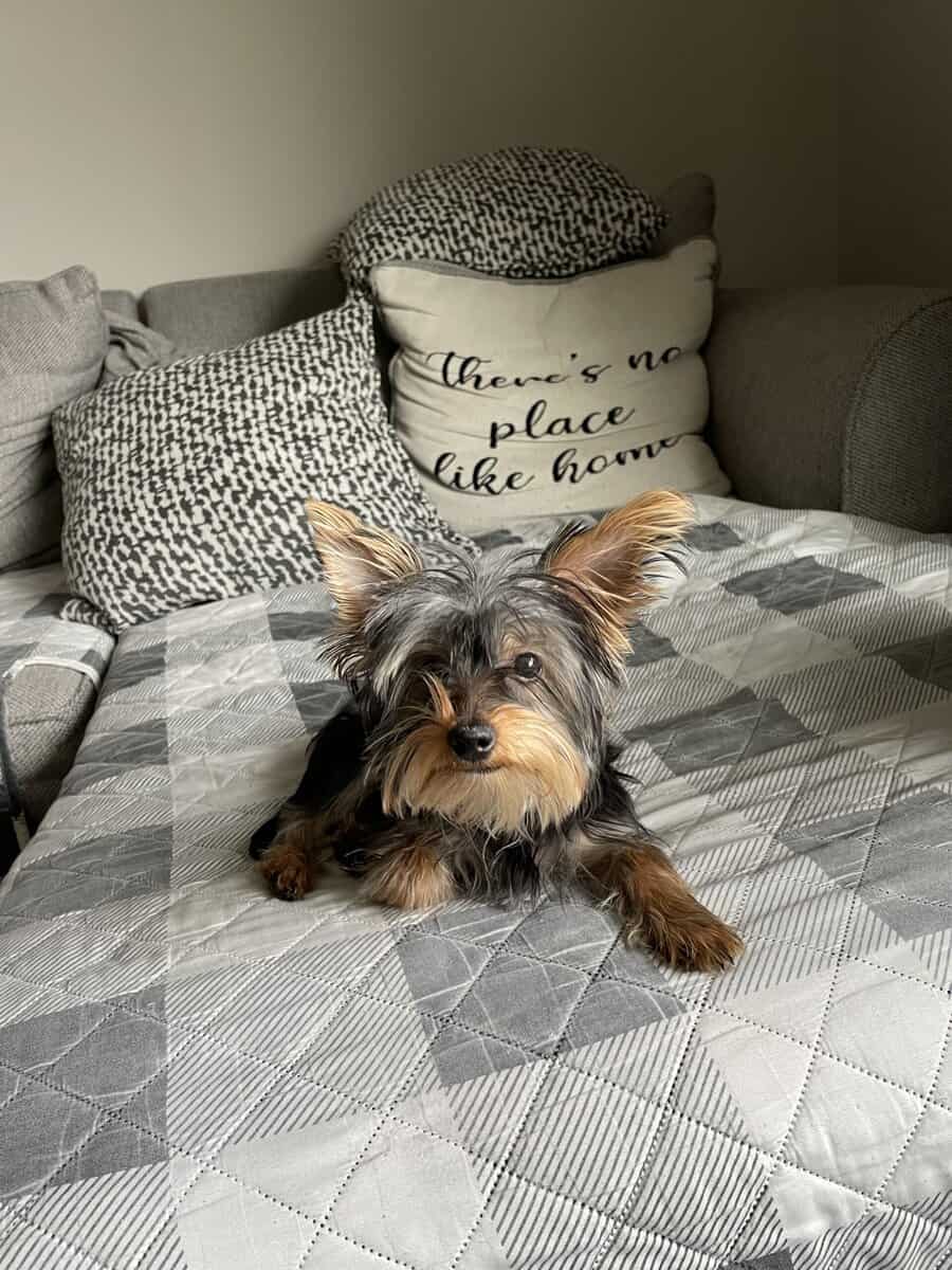 Yorkie puppy image 2