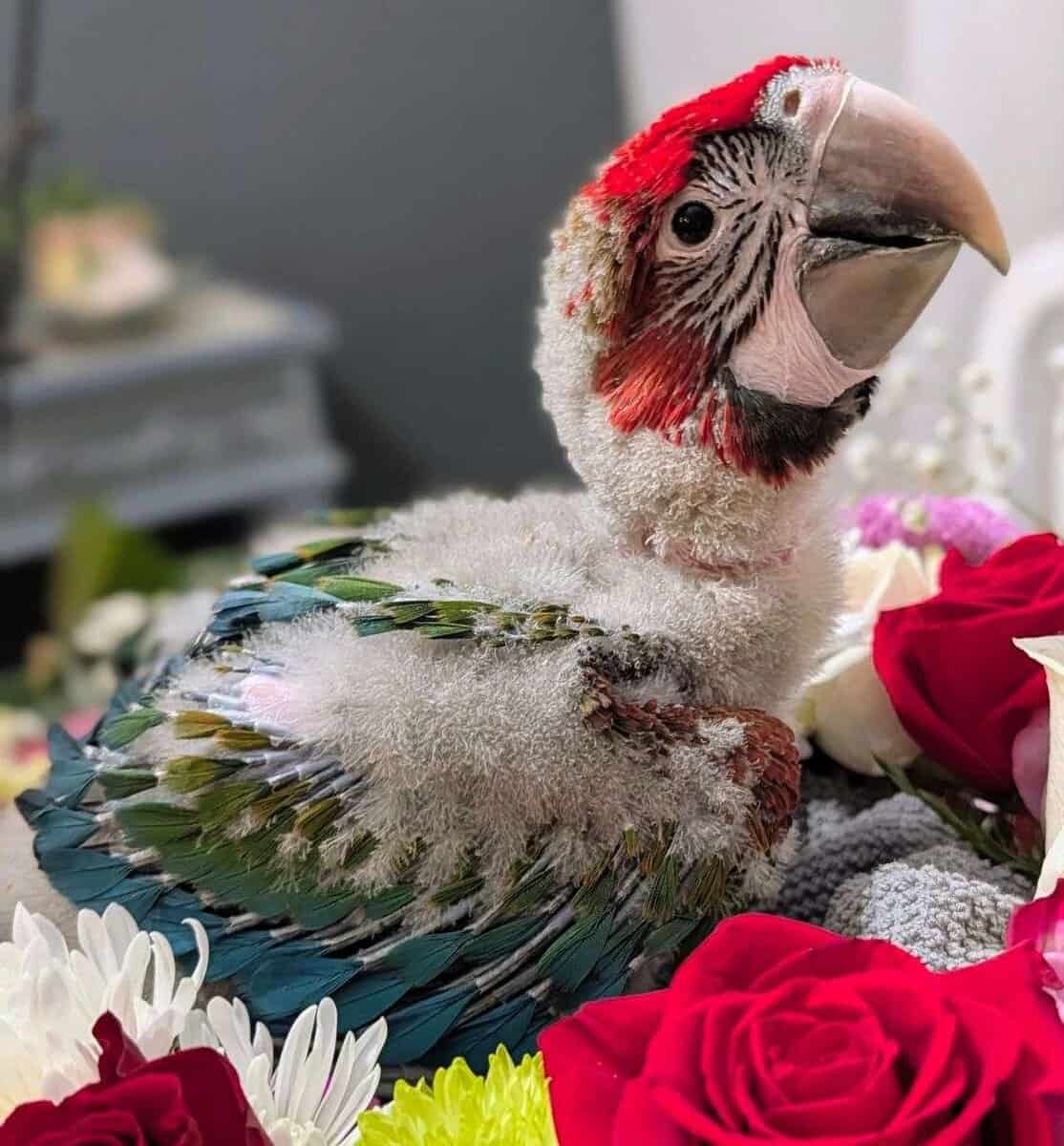 Rare Jubilee Macaw Super Sweet With Vibrant Colors image 1