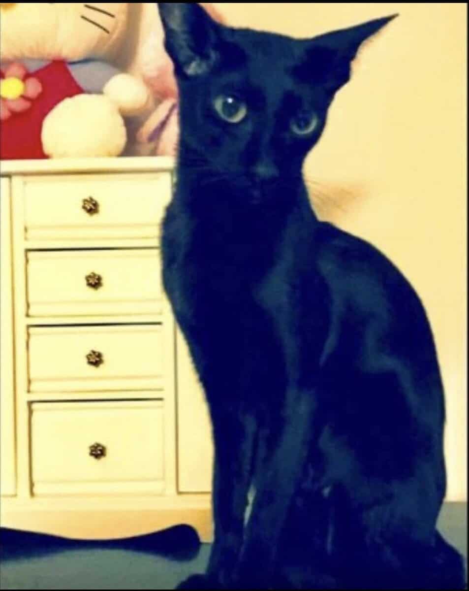 Oriental Cat Female image 2