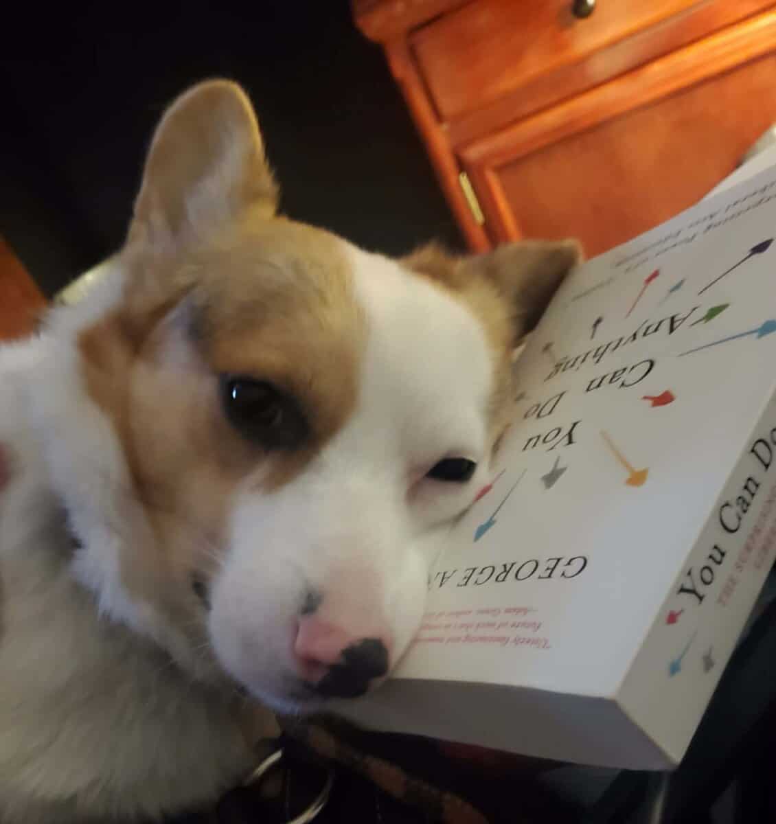 Colorful Corgi in need of a home image 6