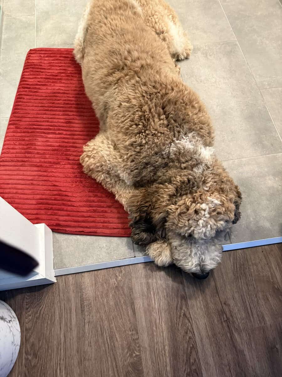 St Berdoodle 10.5 months old image 4