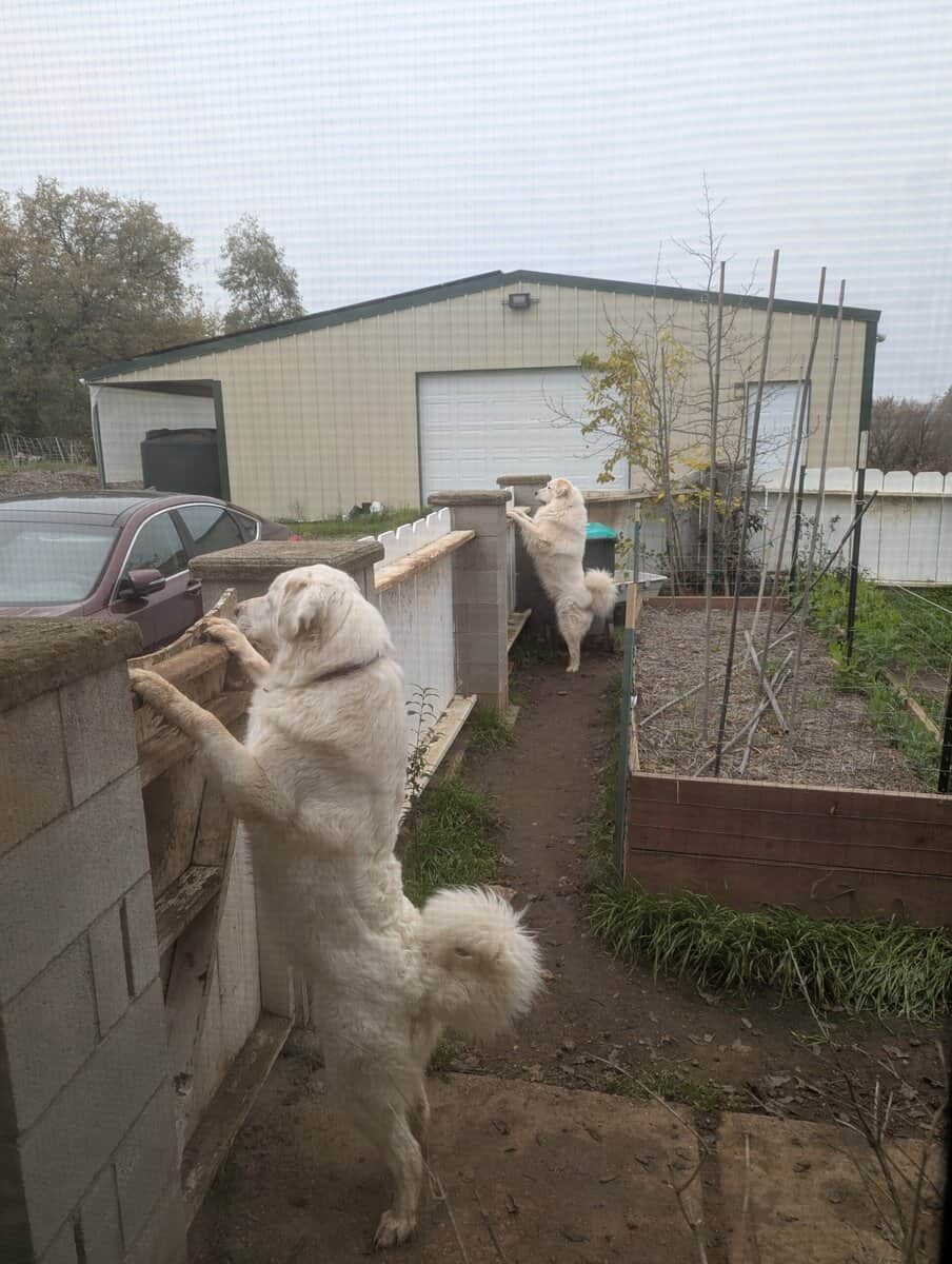 Great Pyrenees Puppies For Sale image 10