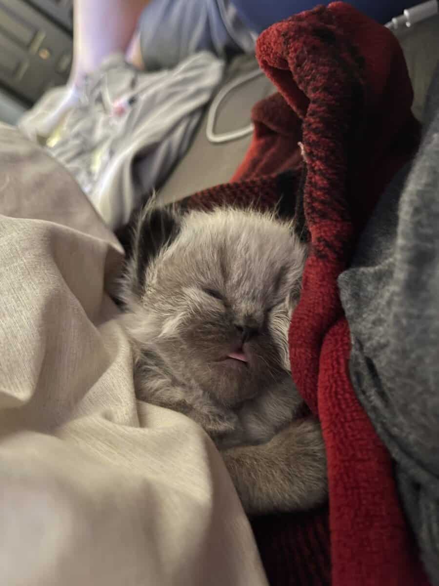 Adorable kittens image 5