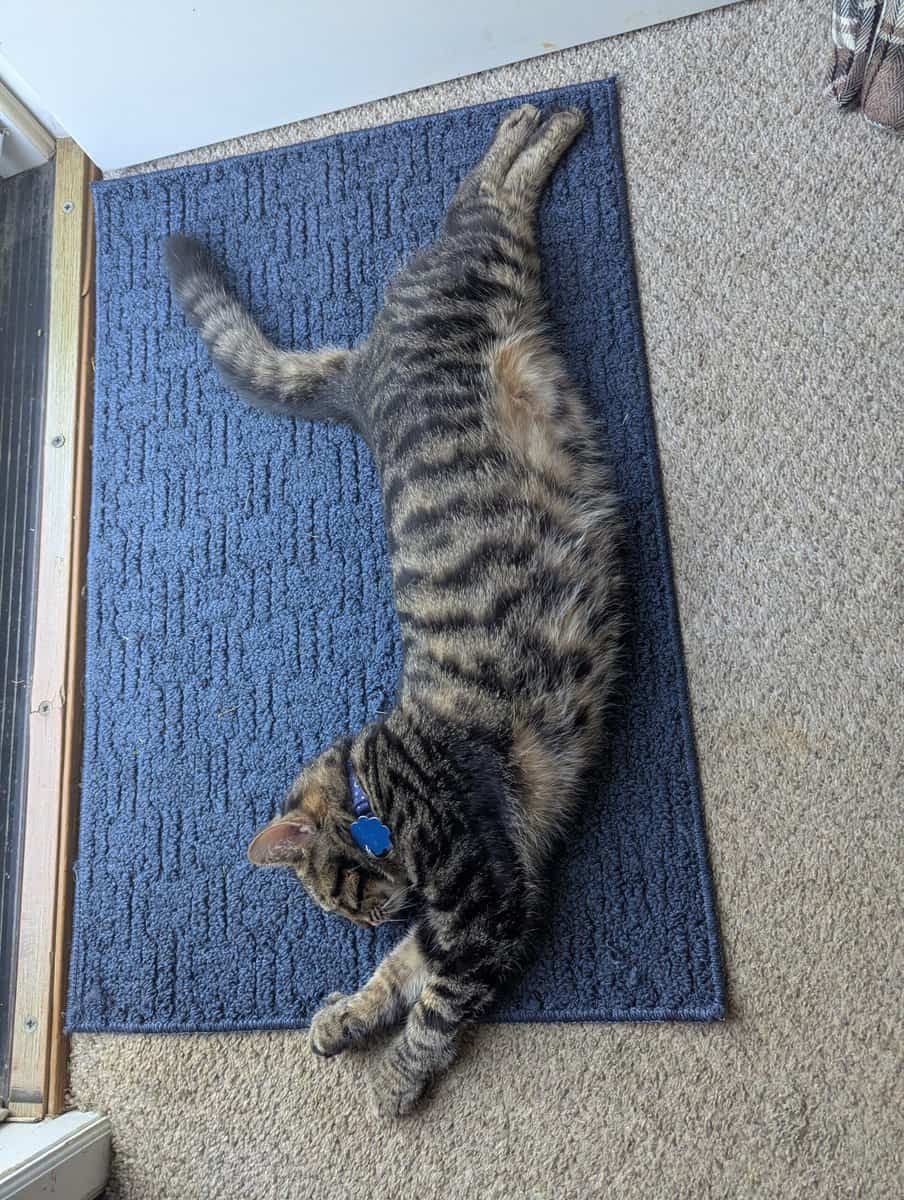Fixed young male cat, Timmy image 2