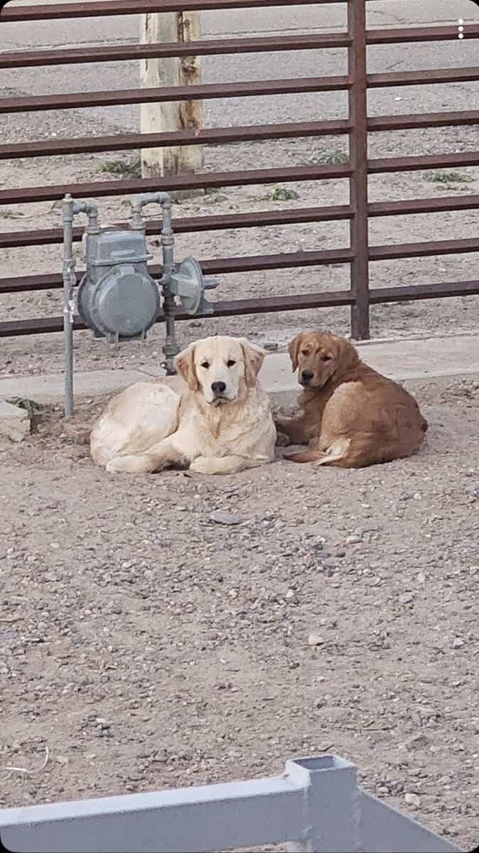 Golden Retriever Puppies image 1