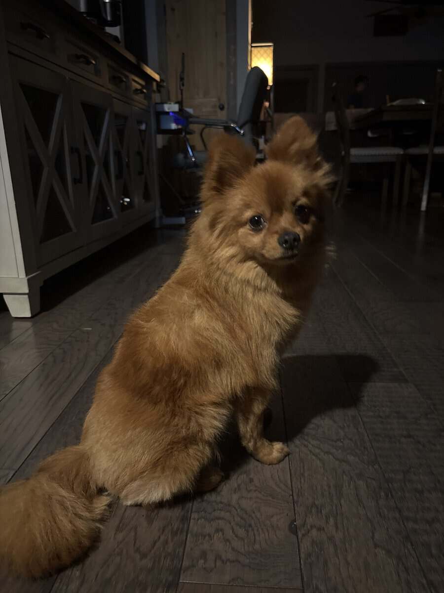 Pomeranian- Male- Purebred image 3