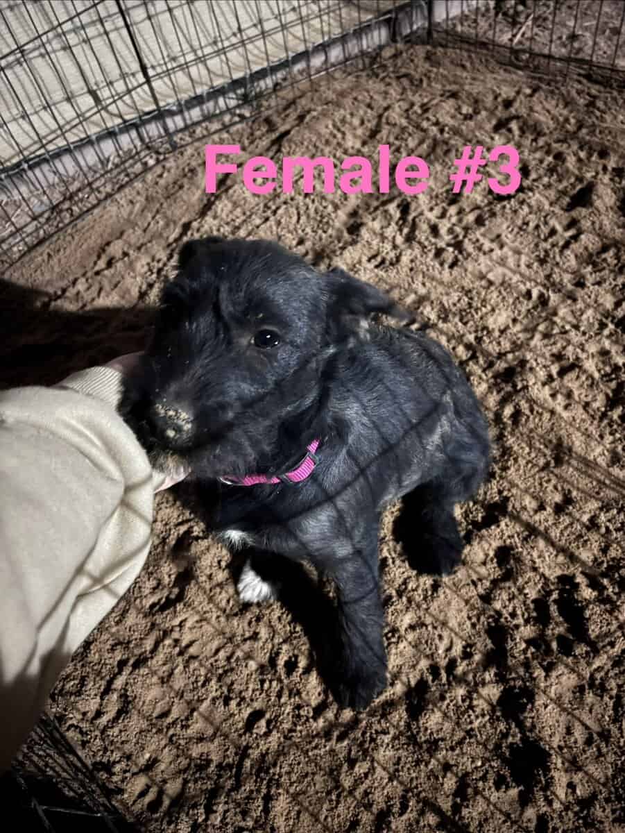 Schnauzer mix image 10