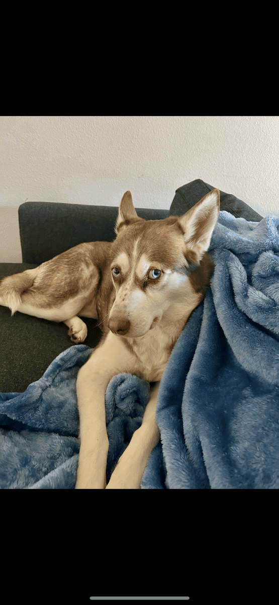 Free 5yr old female purebred husky image 1