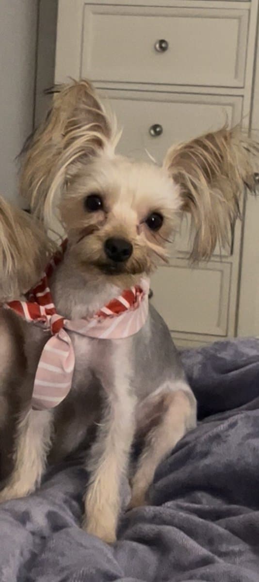 10 month old Male yorkie image 1