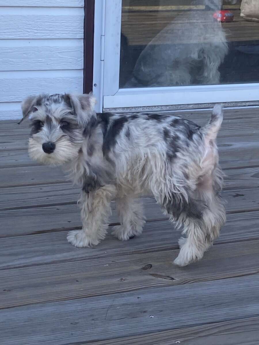 Mini Schnauzers image 5