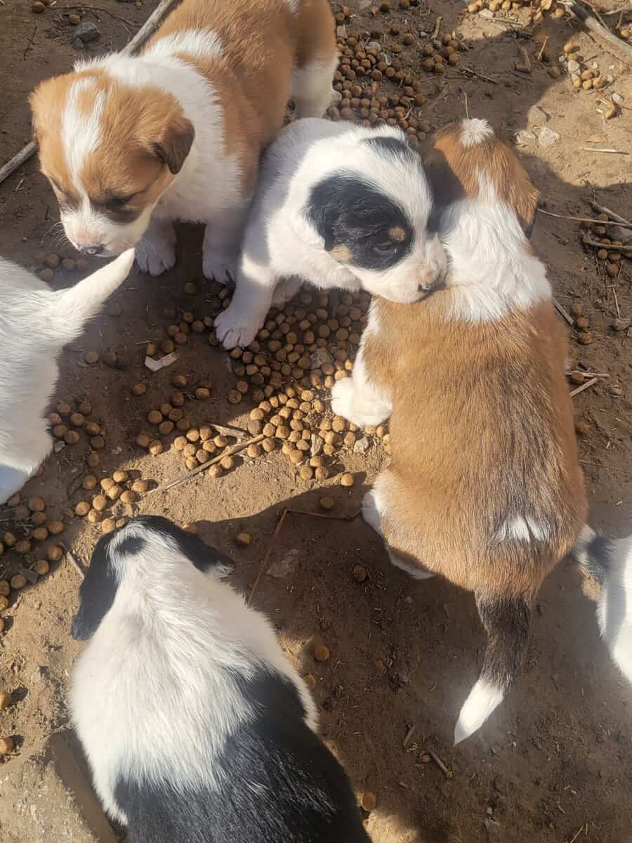 Border Collie / Great Pyrenee image 2