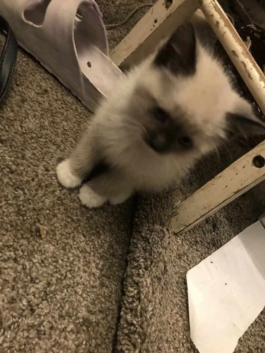 Siamese kitten snowshoes 8 weeks image 3