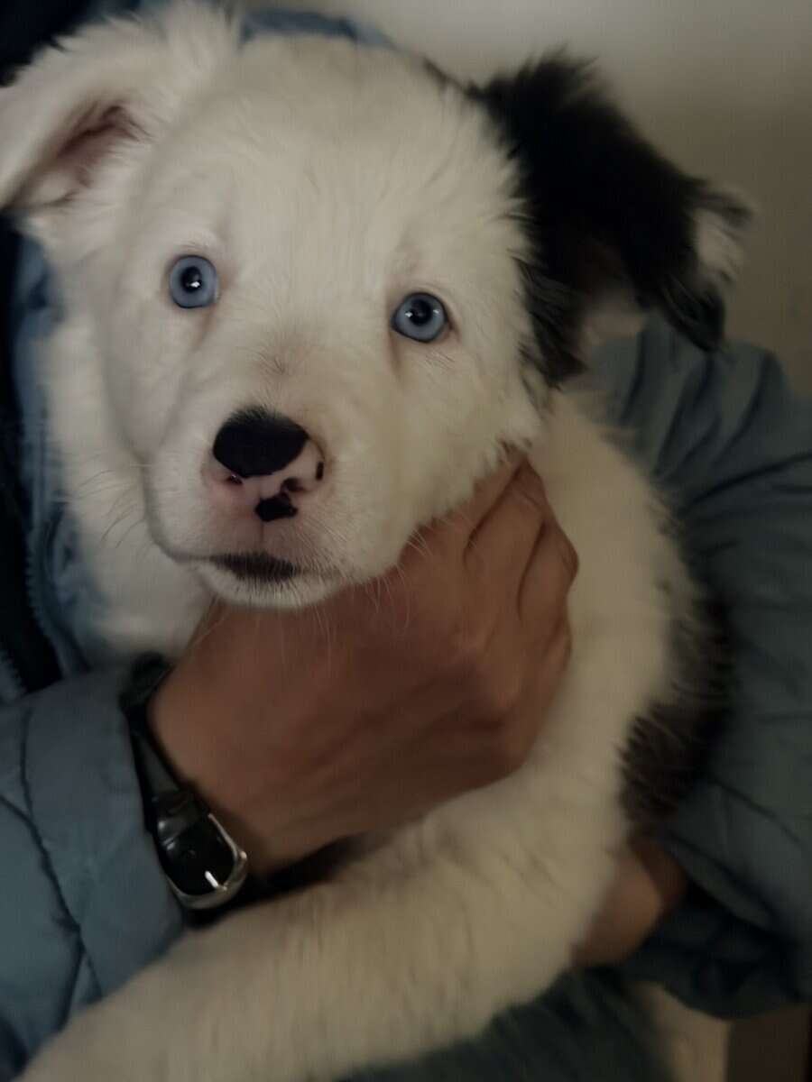 Border Collie Pups - READY NOW! image 1