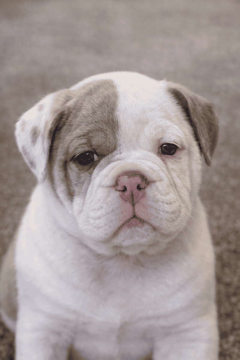 Olde English bulldog puppies image 2