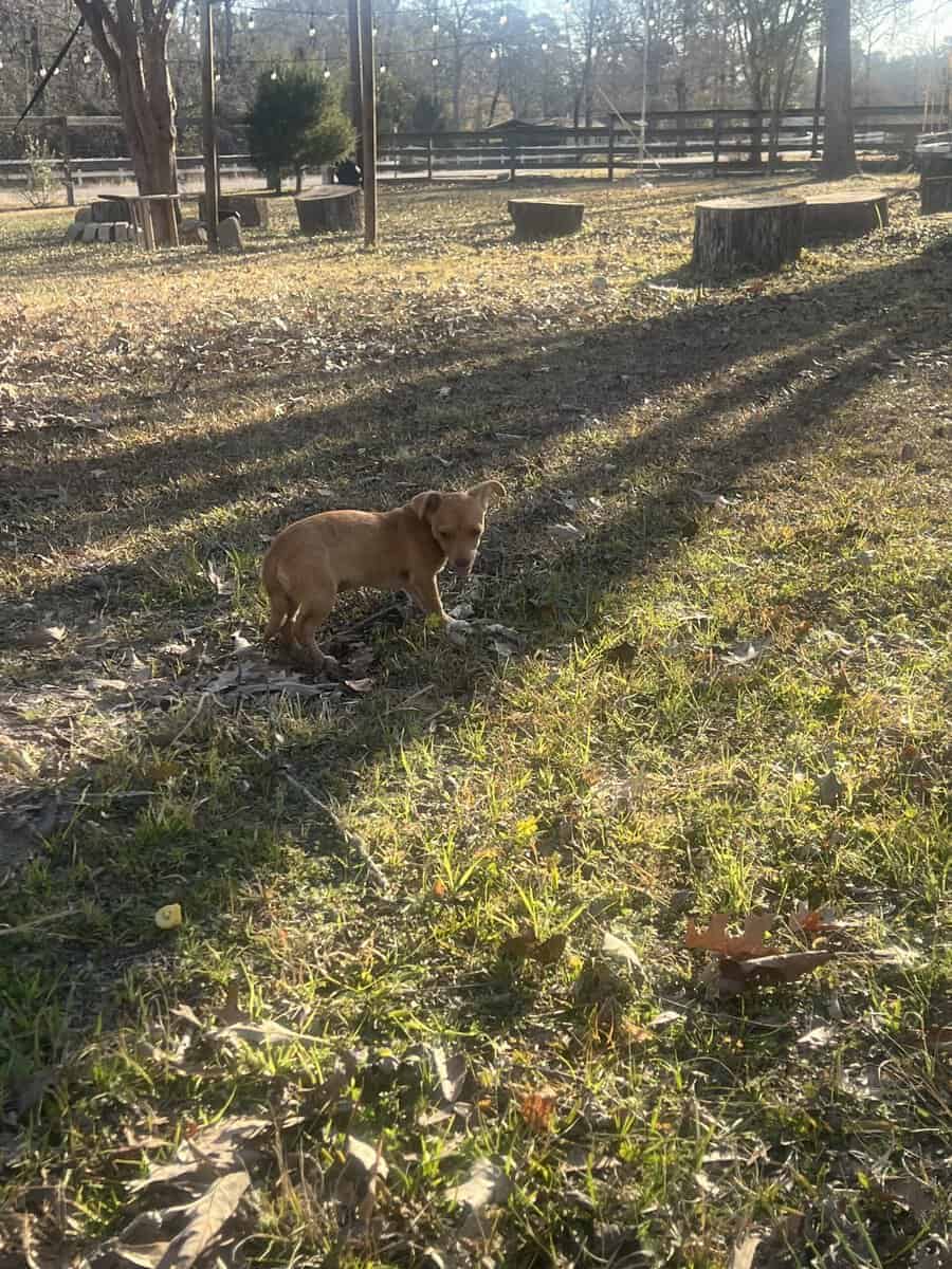 Chihuahua/dachsund image 12