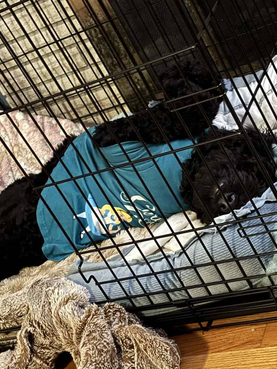 Great dog, we aren’t home enough for her. image 2