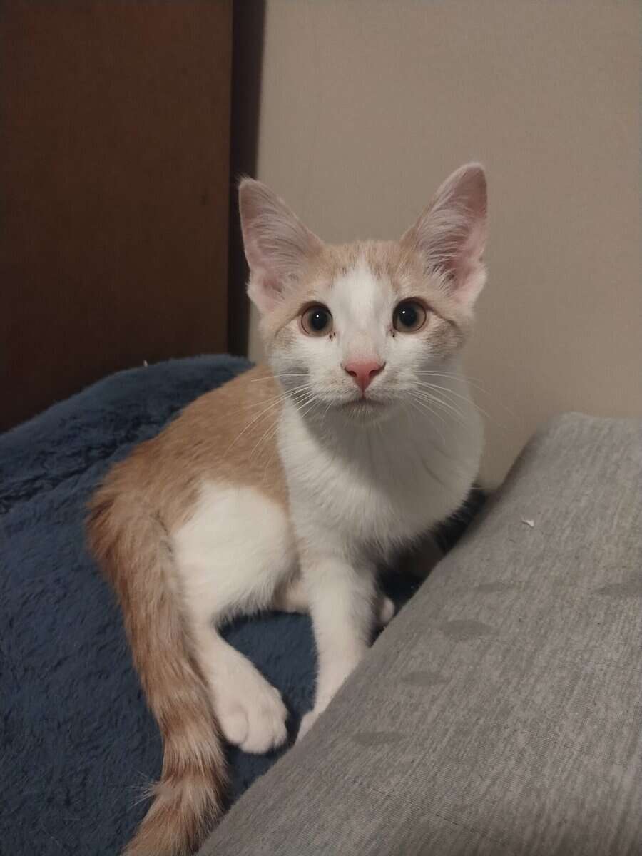 Four kittens need furever homes! image 1