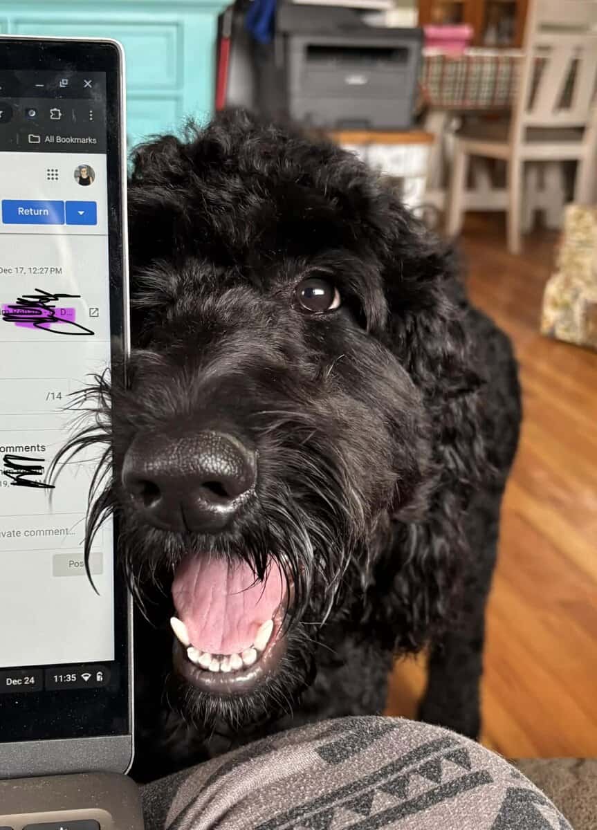 Great dog, we aren’t home enough for her. image 1