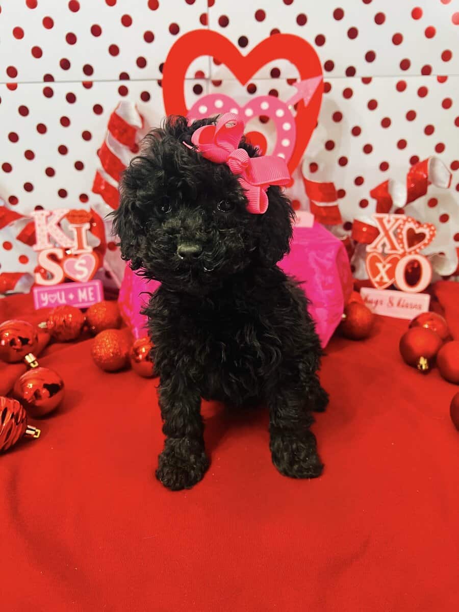Mini Poodle image 1