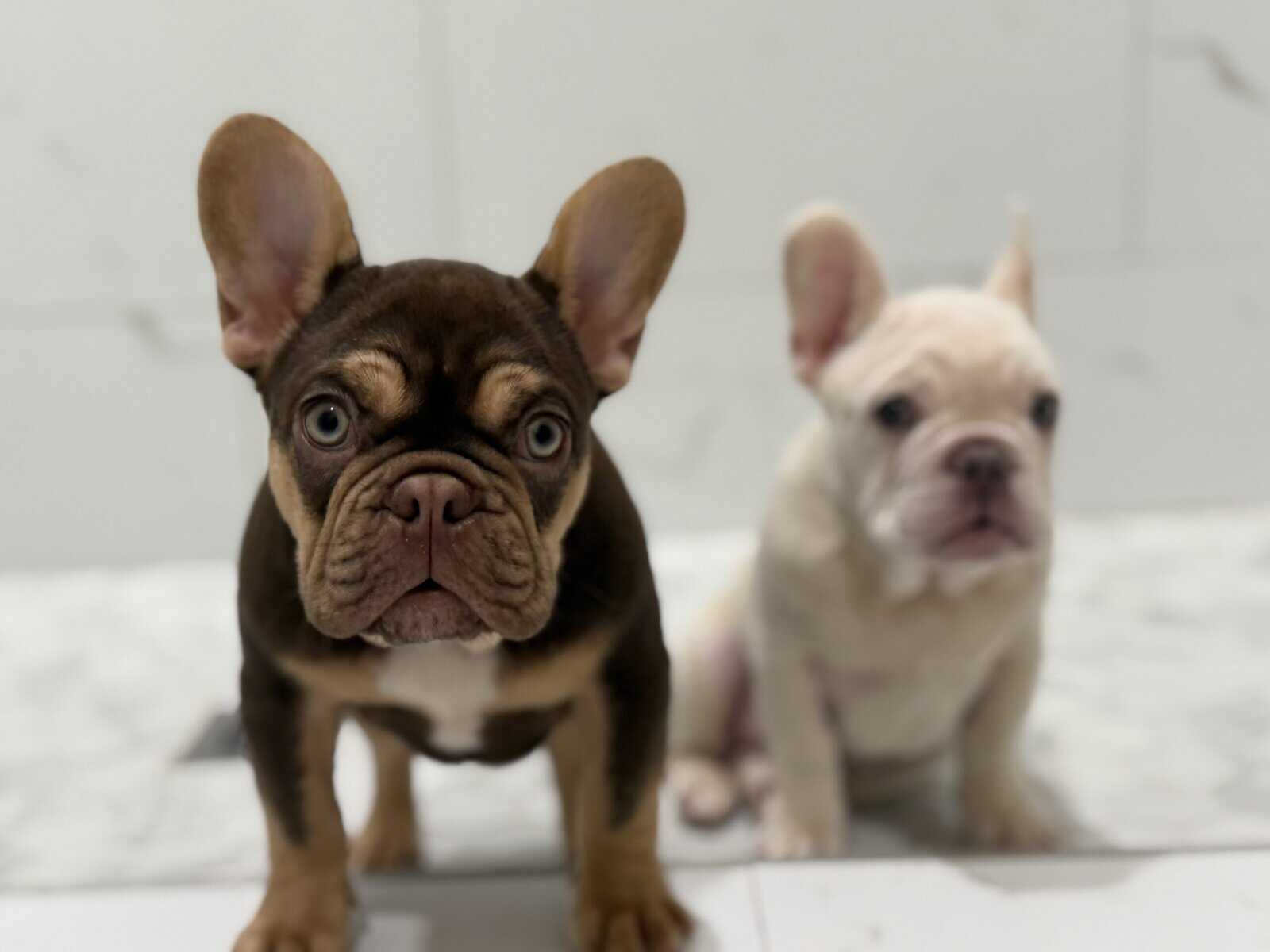French Bulldog Puppy image 5