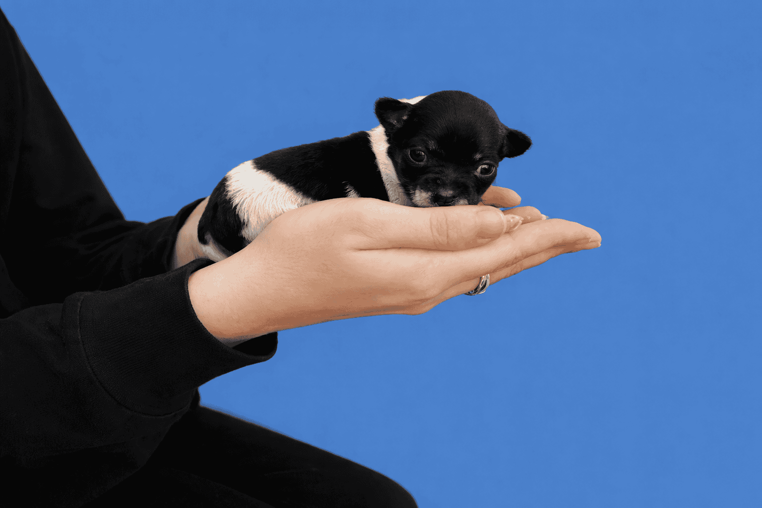 Male Chihuahua Puppies image 2