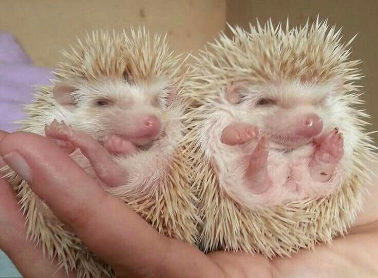 Hedgehogs image 2