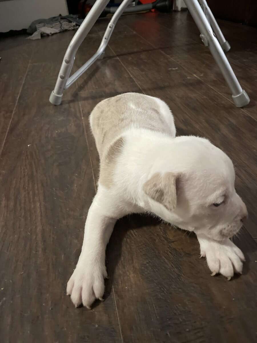 Bully’s dog image 4