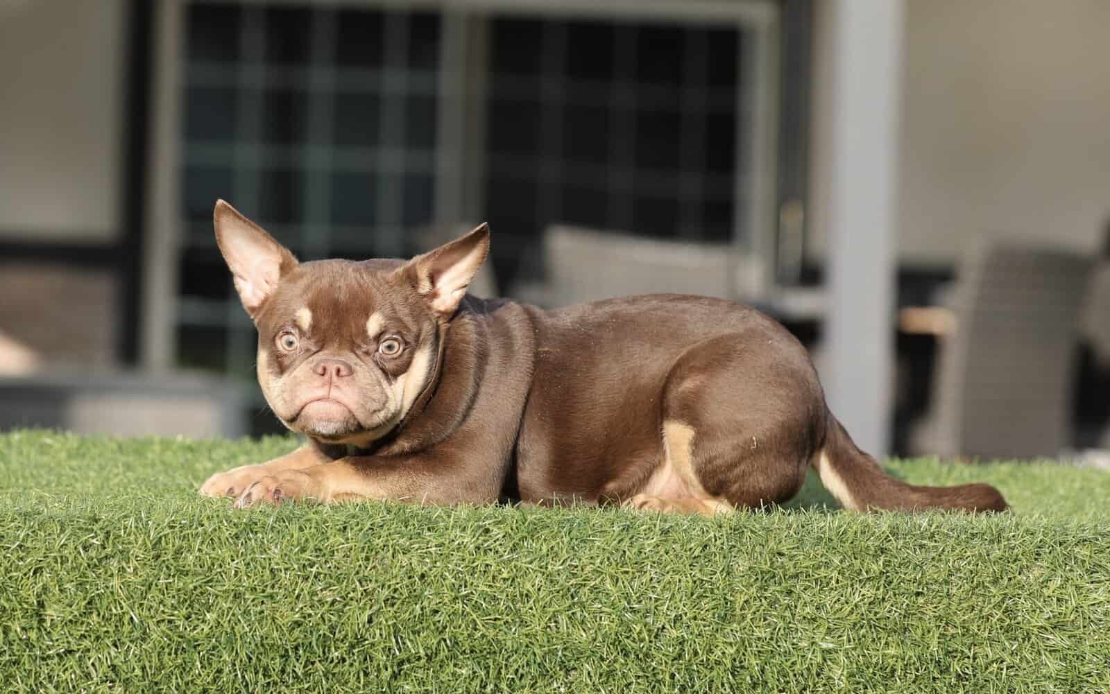 American Bully girls image 5