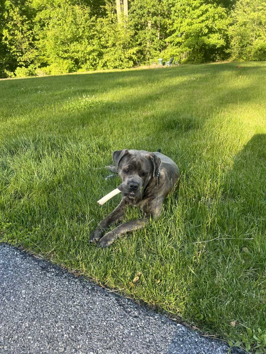 Pure Bred Cane Corso- Perfect Fit for your Family image 2