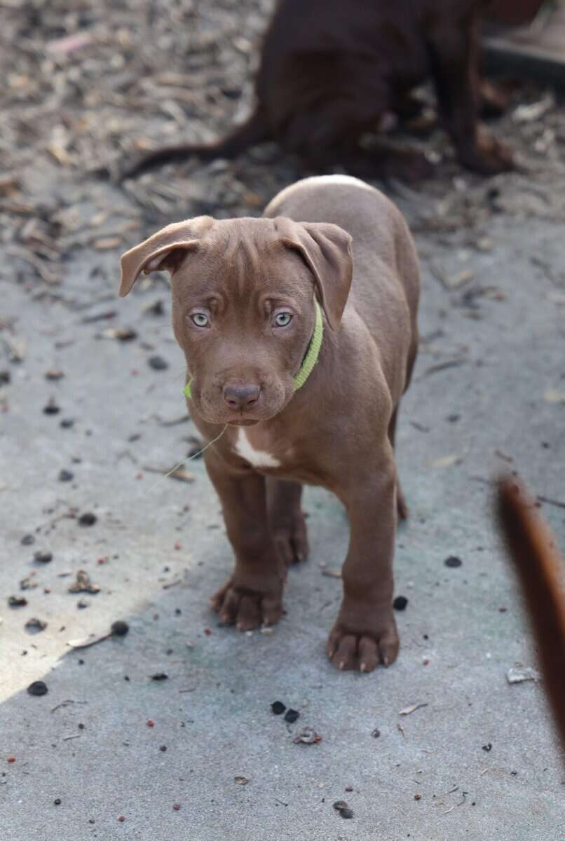 Red Nose American Pit Bull Terrier puppies image 1