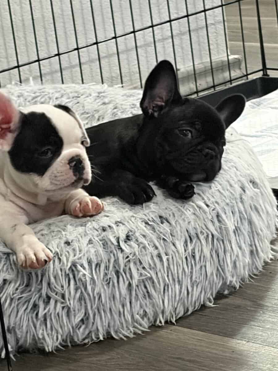 Rehoming my amazing French Bulldogs image 2