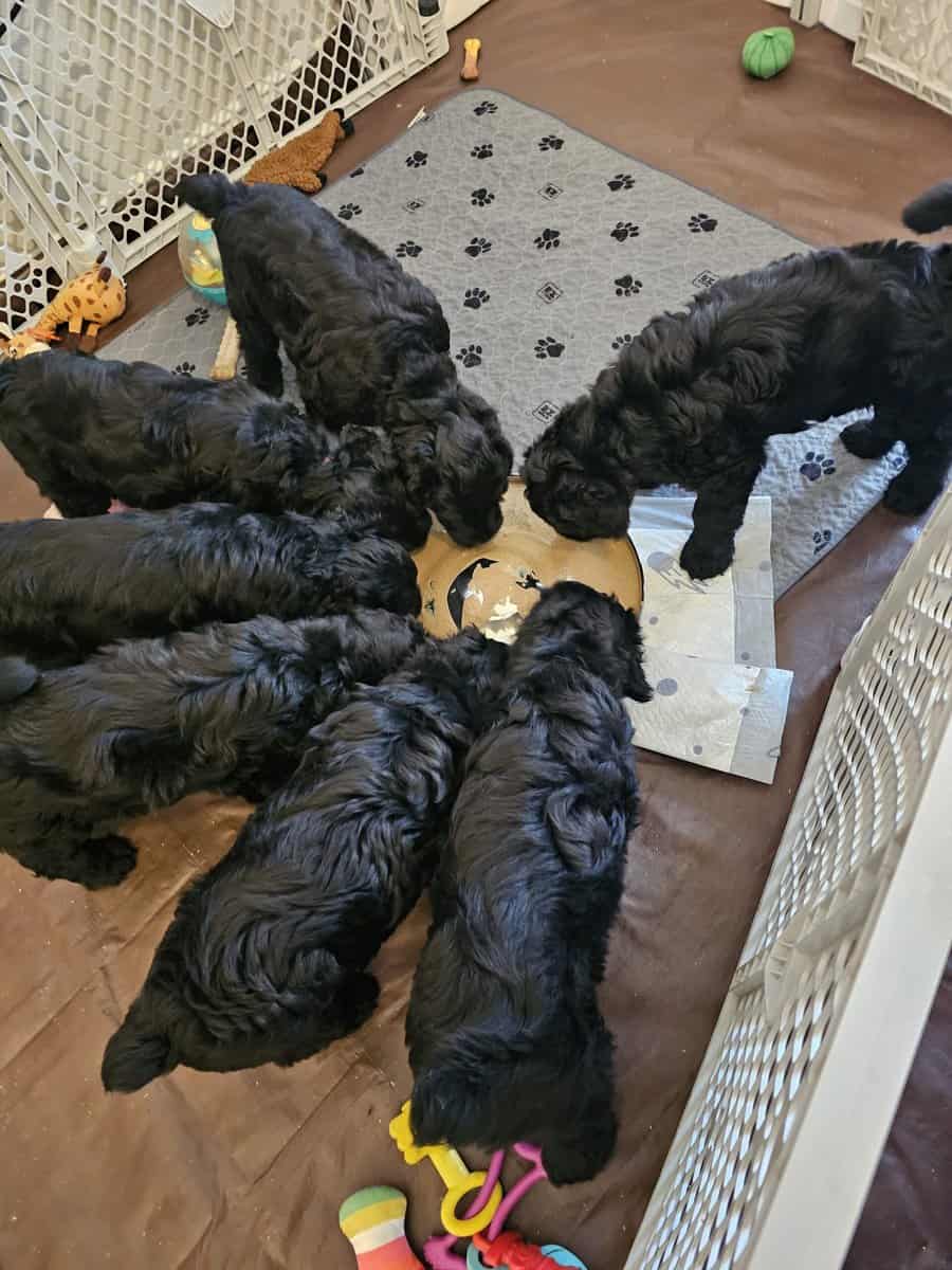 Black Russian Terriers Puppies image 6